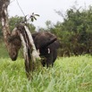 047 LOANGO 2 Akaka Riviere Rembo Ngove Nord Berge et Mammalia Proboscidea Elephant Loxodonta africana cyclotis 15E5K3IMG_106856wtmk.jpg